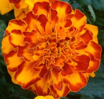 Бархатцы отклоненные (Tagetes patula) Бархатцы отклоненные (Tagetes patula)