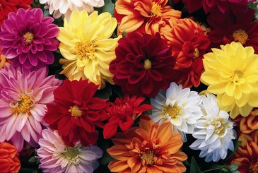 Георгина изменчивая (Dahlia variabilis)