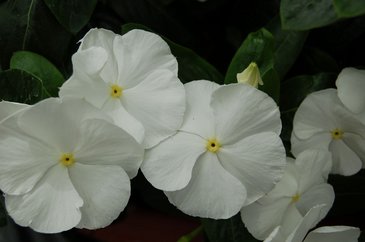 Катарантус розовый (Vinca rosea)