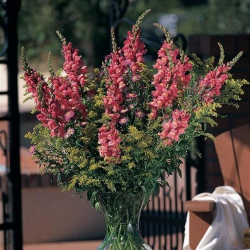 Львиный зев (Антирринум) большой (Antirrhinum majus)
