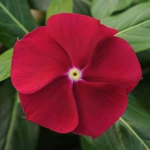 Катарантус розовый (Vinca rosea)
