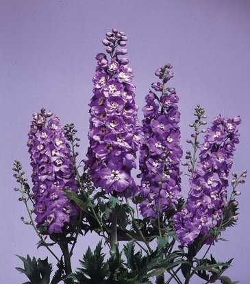 Дельфиниум высокий (Delphinium elatum)