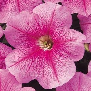 Петуния многоцветковая (Petunia multiflora)