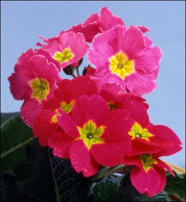 Примула полиантовая (многоцветковая) (Primula polyanthus)