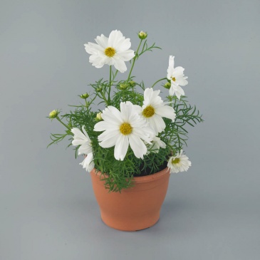 Космея дваждыперистая (Cosmos bipinnatus)