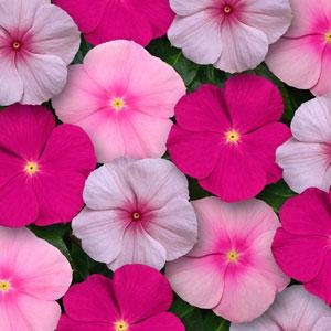 Катарантус розовый (Vinca rosea)