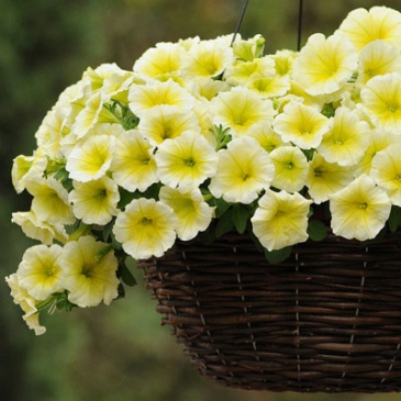 Петуния ампельная гибридная (Petunia х hybrida)