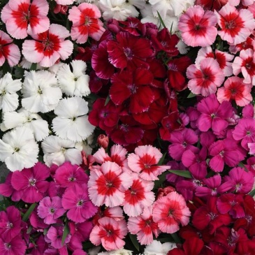 Гвоздика китайская (Dianthus chinensis)