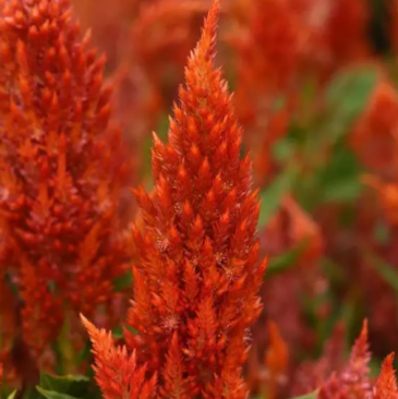 Целозия метельчатая (Celosia plumosa)