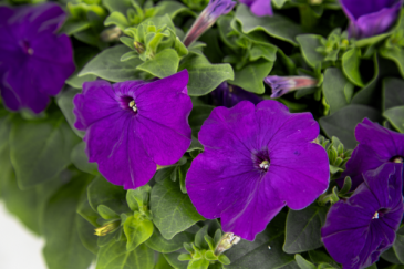 Петуния многоцветковая (генетически компактная) (Petunia multiflora)
