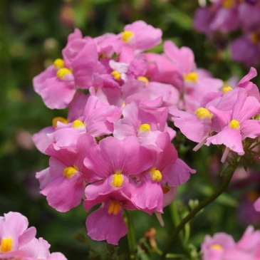 Немезия лазоревая (Nemesia foetens)