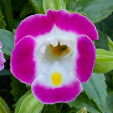 Торения Фурнье (Torenia fournieri)