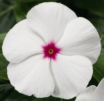 Катарантус розовый (Vinca rosea)