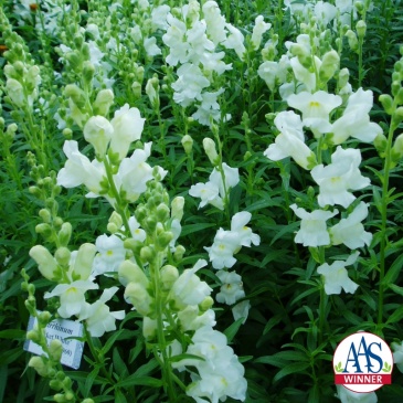 Львиный зев (Антирринум) большой (Antirrhinum majus)