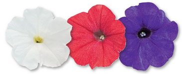 Петуния ампельная гибридная (Petunia х hybrida)