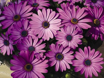 Остеоспермум Эклона (Osteospermum eclonis)