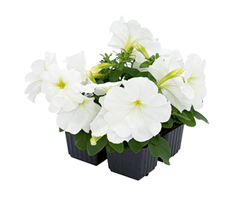 Петуния многоцветковая (генетически компактная) (Petunia multiflora)