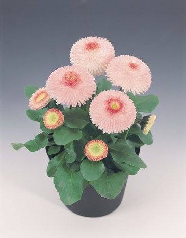 Маргаритка многолетняя (Bellis perennis)