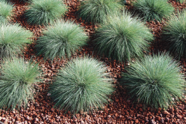 Овсяница (Festuca valesiaca var. glaucantha)
