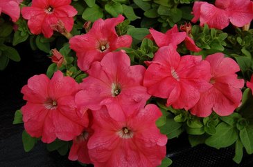 Петуния крупноцветковая (генетически компактная) (Petunia grandiflora)