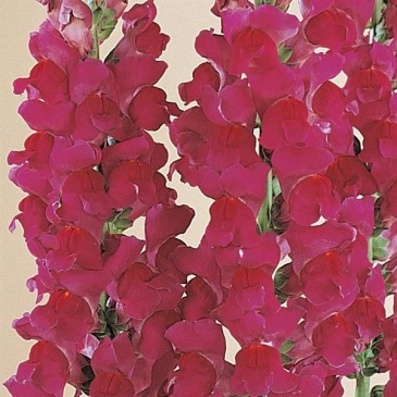 Львиный зев (Антирринум) большой (Antirrhinum majus)