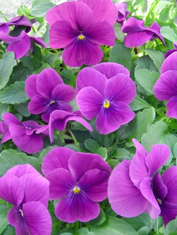 Виола рогатая (Viola cornuta)