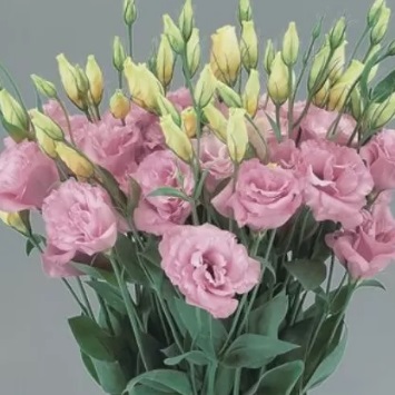 Лизиантус (Эустома) крупноцветковый (Lisianthus grandiflorum)