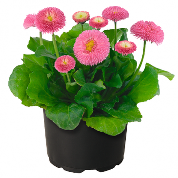 Маргаритка многолетняя (Bellis perennis)