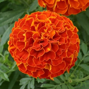 Бархатцы триплоидные (Tagetes patula x erecta)