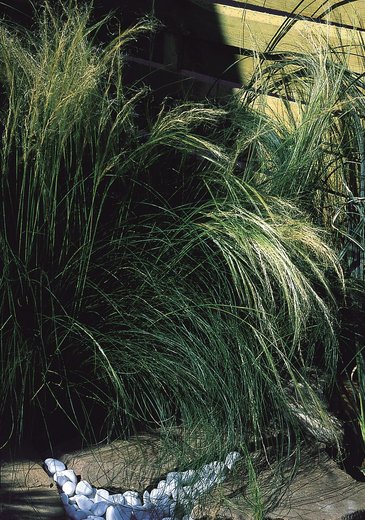 Ковыль тончайший (Nassella tenuissima (Stipa))