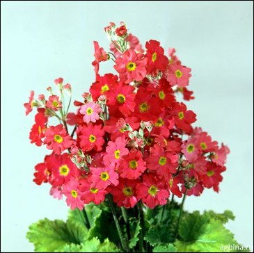 Примула нежная (Primula malacoides)