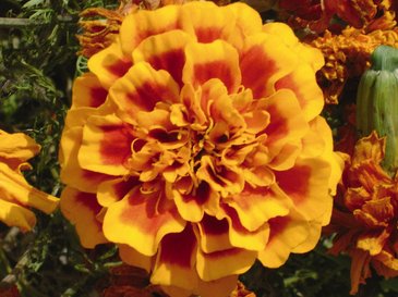 Бархатцы отклоненные (Tagetes patula)