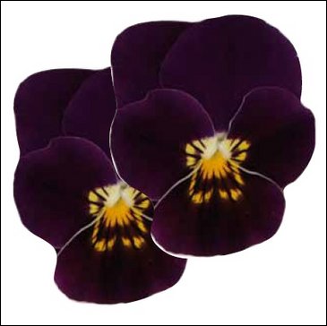 Виола гибридная (Viola wittrockiana x cornuta)