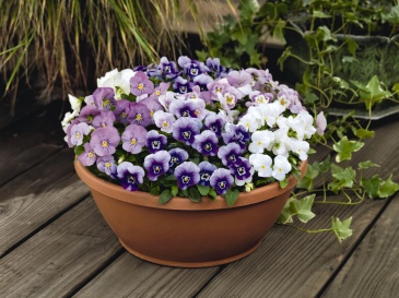 Виола рогатая (Viola cornuta)