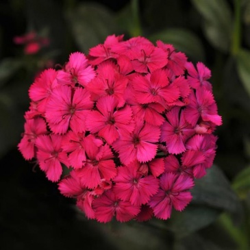 Гвоздика турецкая (Dianthus barbatus)