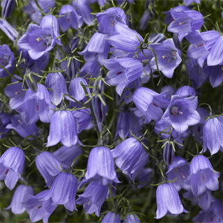 Колокольчик спиральнолистный (Campanula cochlearifolia)