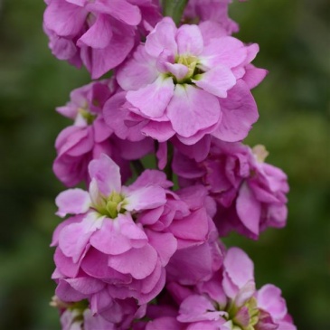 Левкой седой (Matthiola incana) Левкой седой (Matthiola incana)