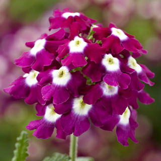 Вербена гибридная ампельная (Verbena hybrida)
