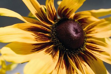 Рудбекия волосистая (Rudbeckia hirta)