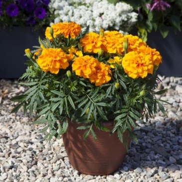 Бархатцы триплоидные (Tagetes patula x erecta)