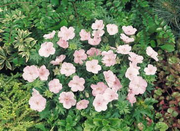 Герань кроваво-красная (Geranium sanguineum)