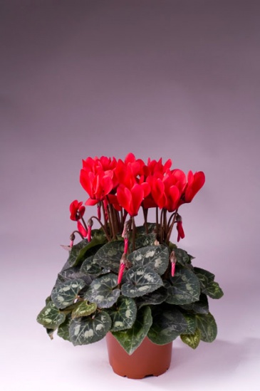 Цикламен персидский (Cyclamen persicum)
