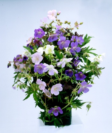 Герань луговая (Geranium pratense)