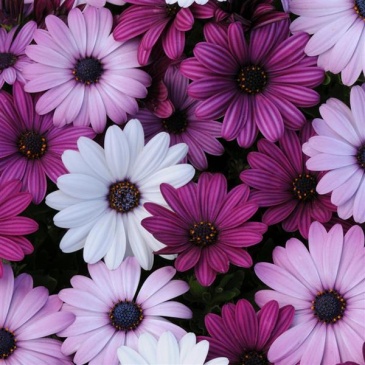 Остеоспермум Эклона (Osteospermum ecklonis)