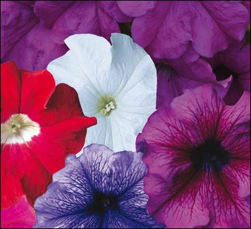 Петуния крупноцветковая (Petunia grandiflora)