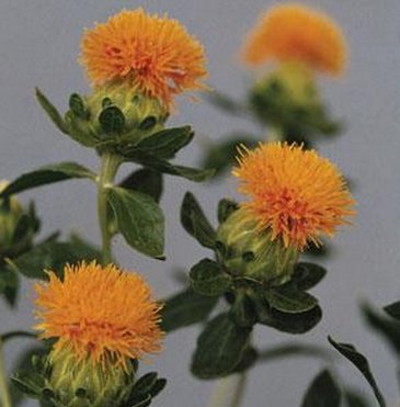 Сафлор красильный (Carthamus tinctorius) Сафлор красильный (Carthamus tinctorius)