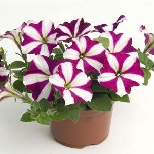 Петуния ампельная гибридная (Petunia х hybrida)
