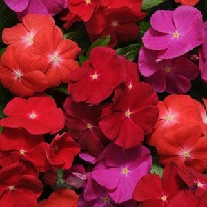 Катарантус розовый (Vinca rosea)