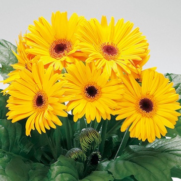 Гербера Джемсона (Gerbera jamesonii)