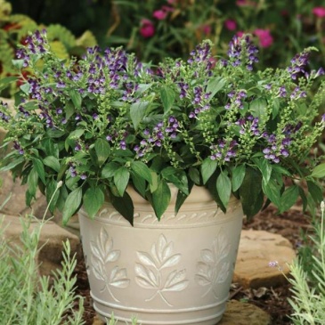 Шлемник яванский (Scuttellaria javanica)